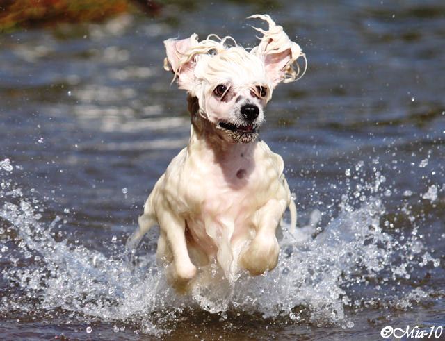 Tervetuloa Kennel Tirlittanin sivuille!