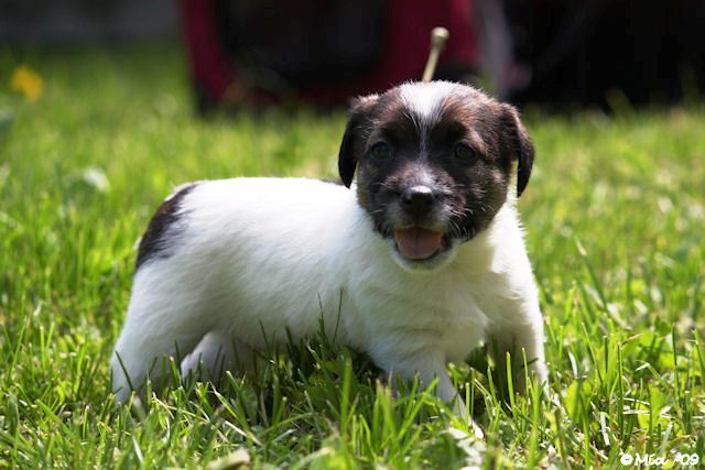 Tirlittan Golden Gipsy ''Roosa''