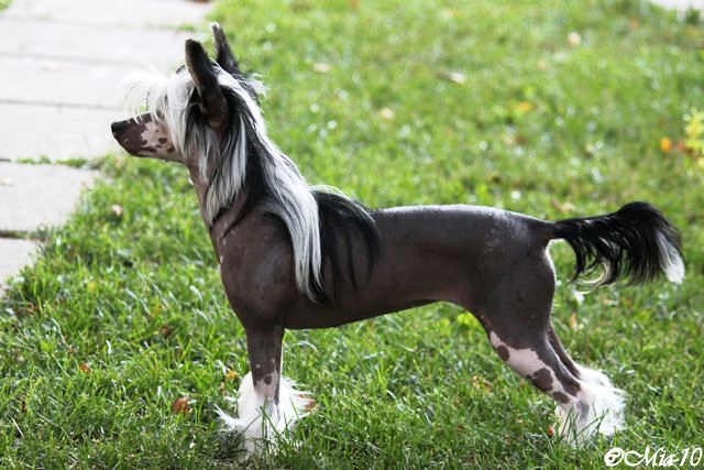 Bella 11.8.2010
