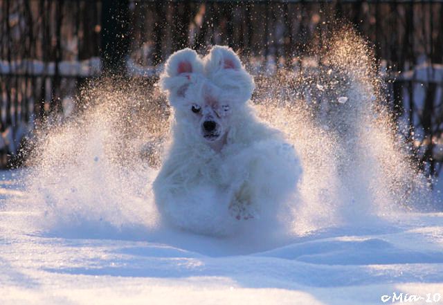 Tervetuloa kennel Tirlittanin kotisivuille!