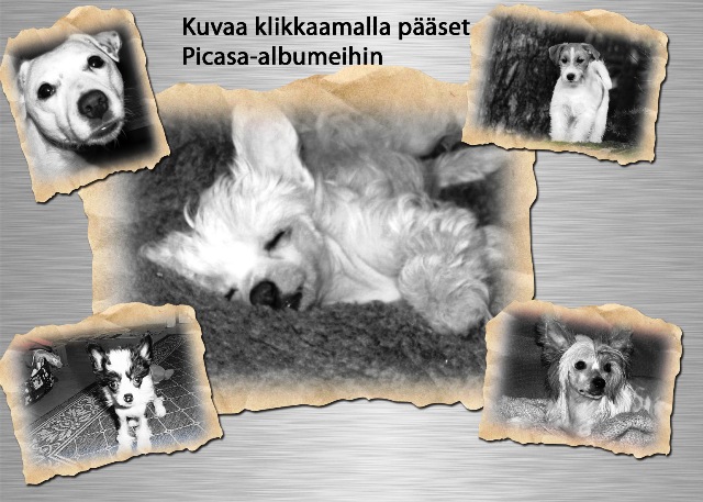Kennel Tirlittan Picasa-albumiin