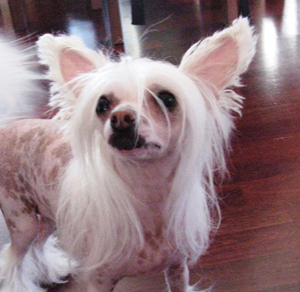 Tirlittan Chia Whitelady ''Mimmi''
