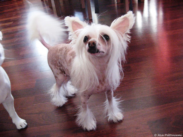 Tirlittan Chia Whitelady ''Mimmi''