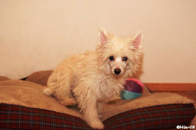 Shakira 14.12.2009