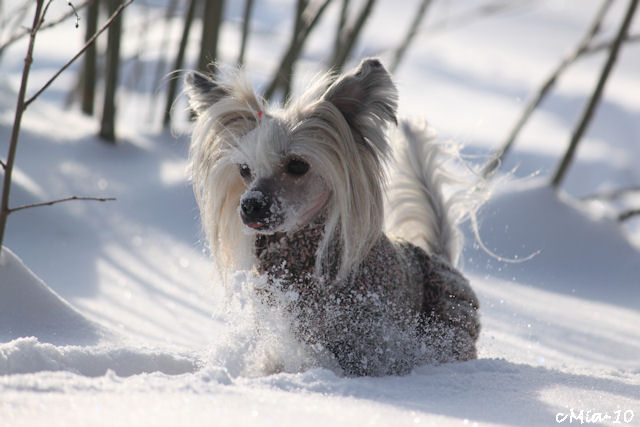 Tervetuloa Kennel Tirlittanin kotisivuille!