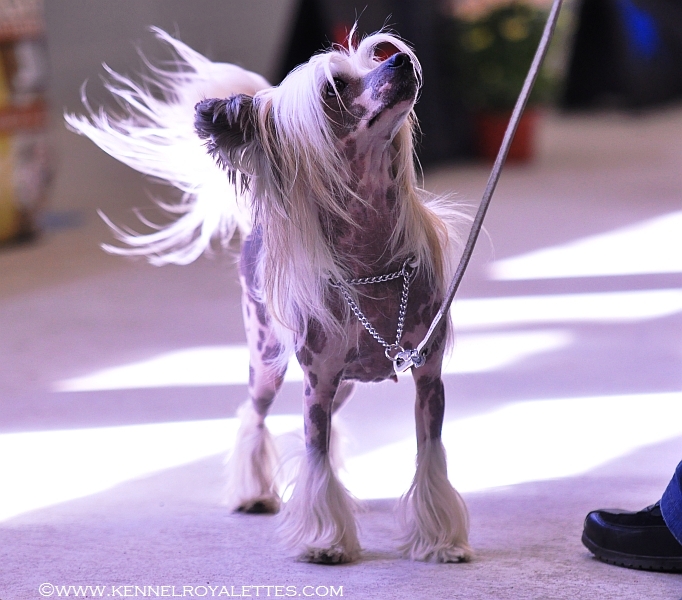 HKH Winter Show 2010