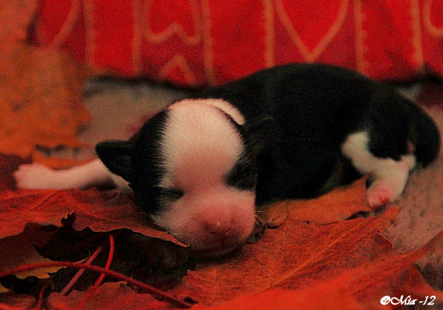 Tirlittan Mooncrest Panda 27.9.2012